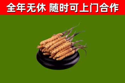 北塔区回收冬虫夏草